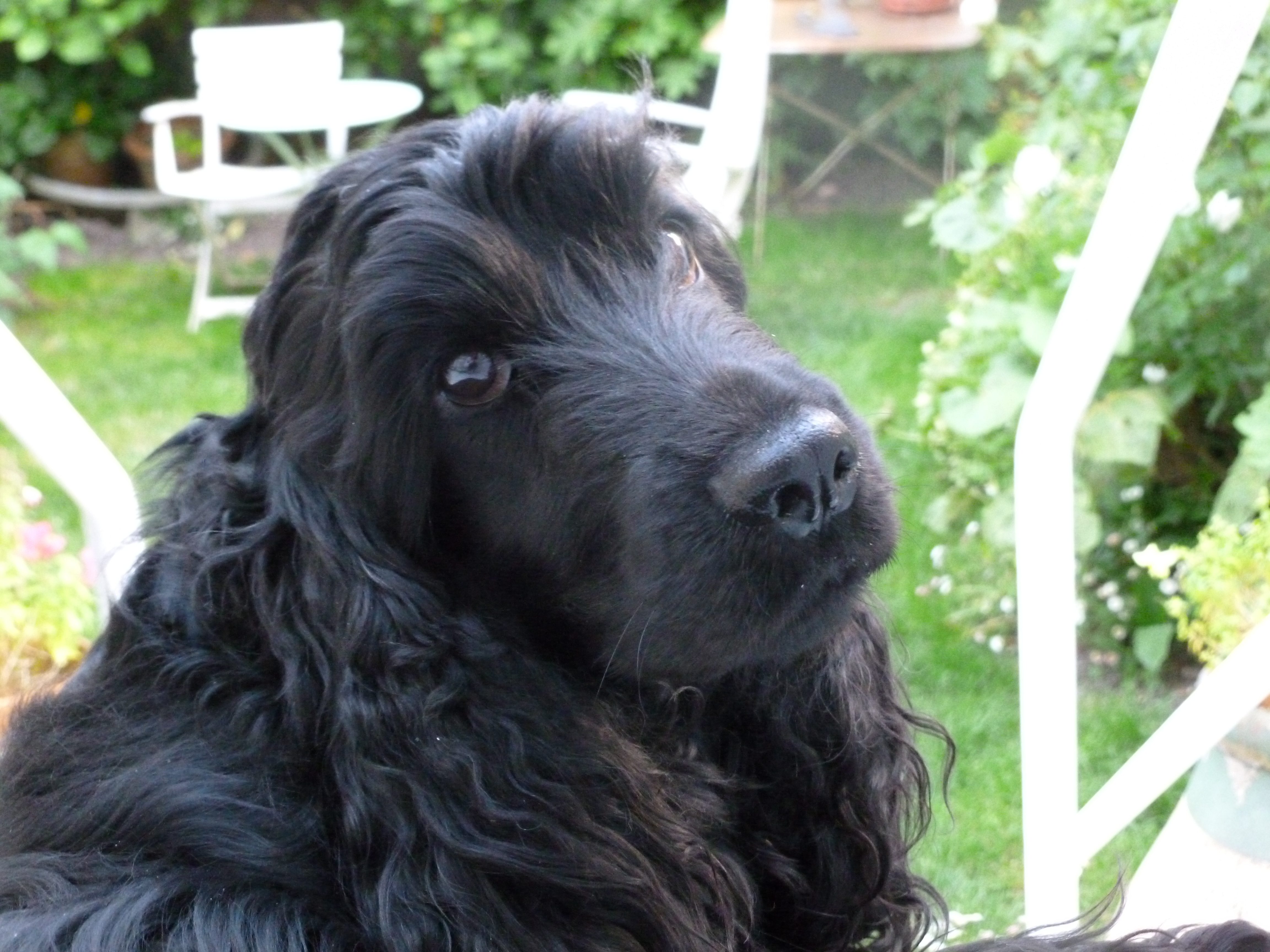 Hygie the cocker spaniel (glamor shot).