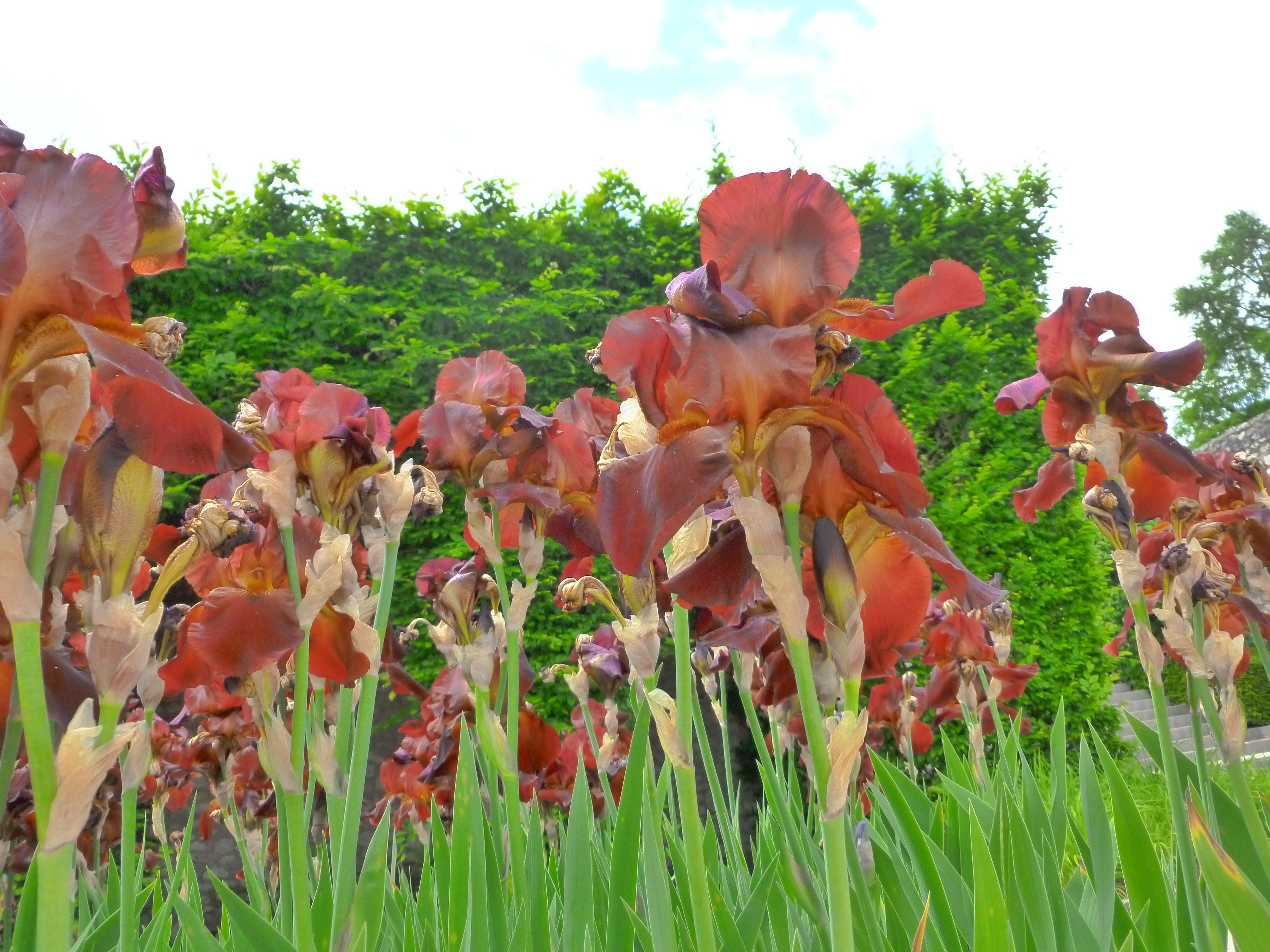 Flowers in Chateau Blois.