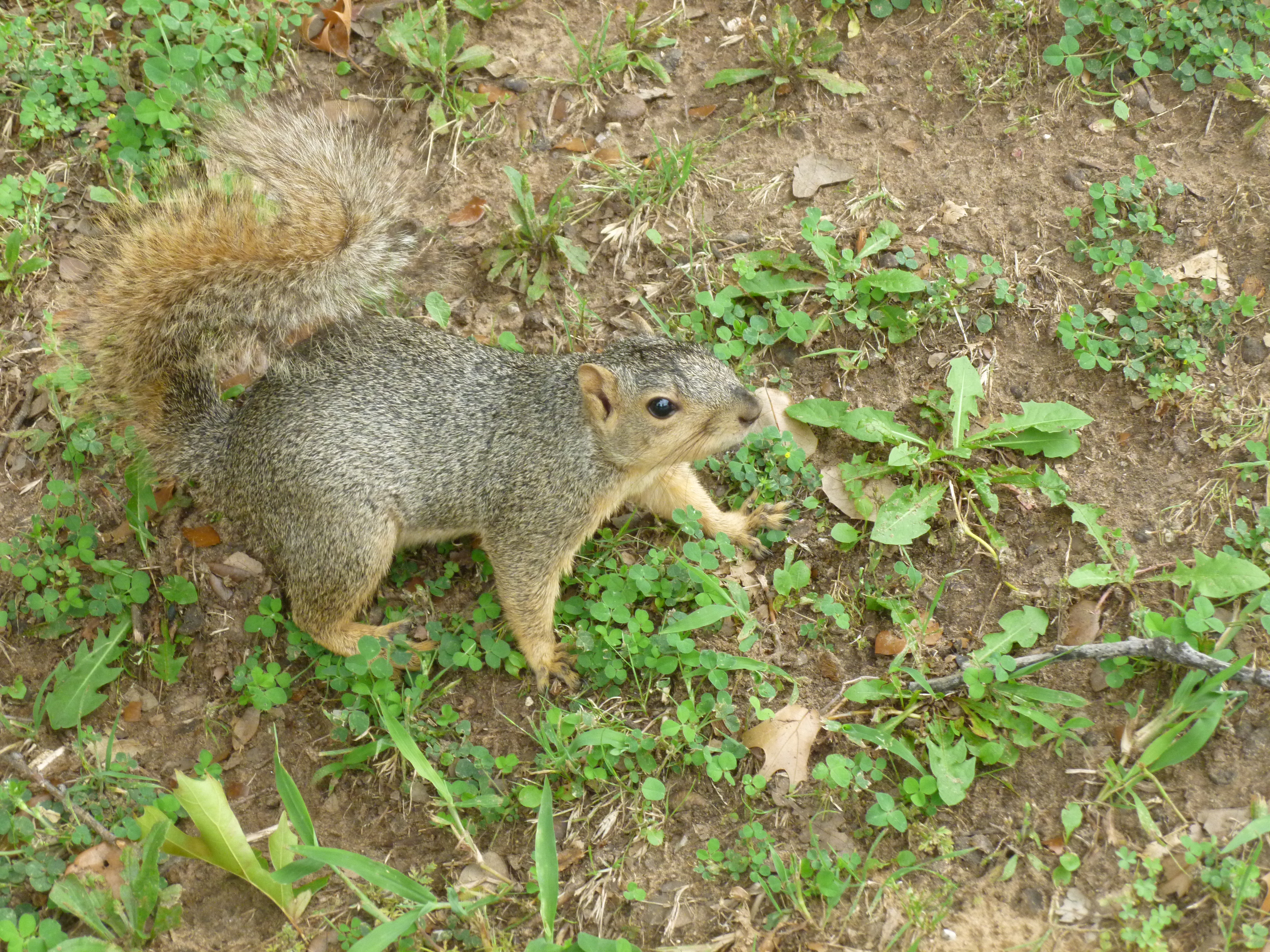 Squirrel (surprised?).