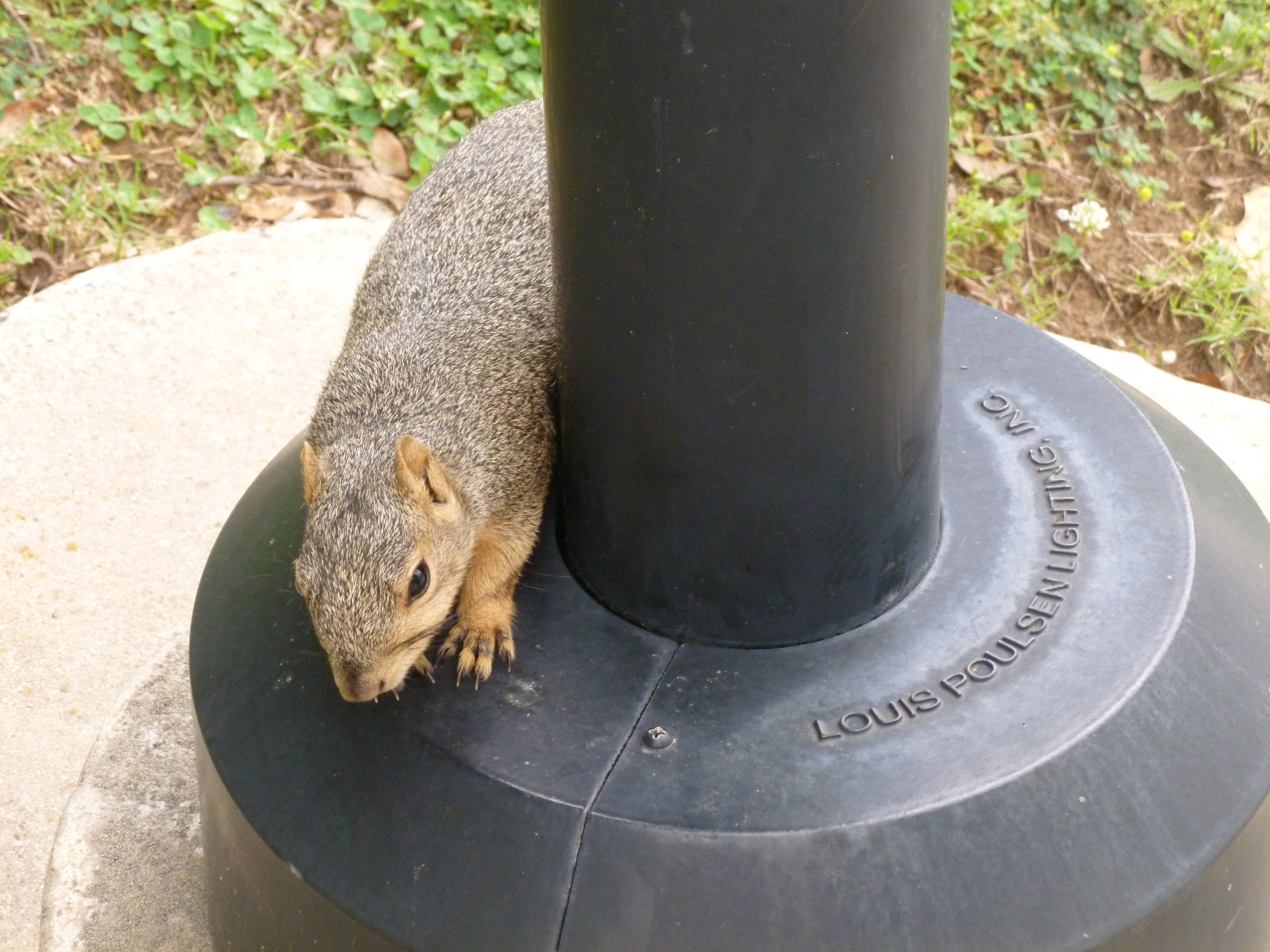 Squirrel on a light pole.