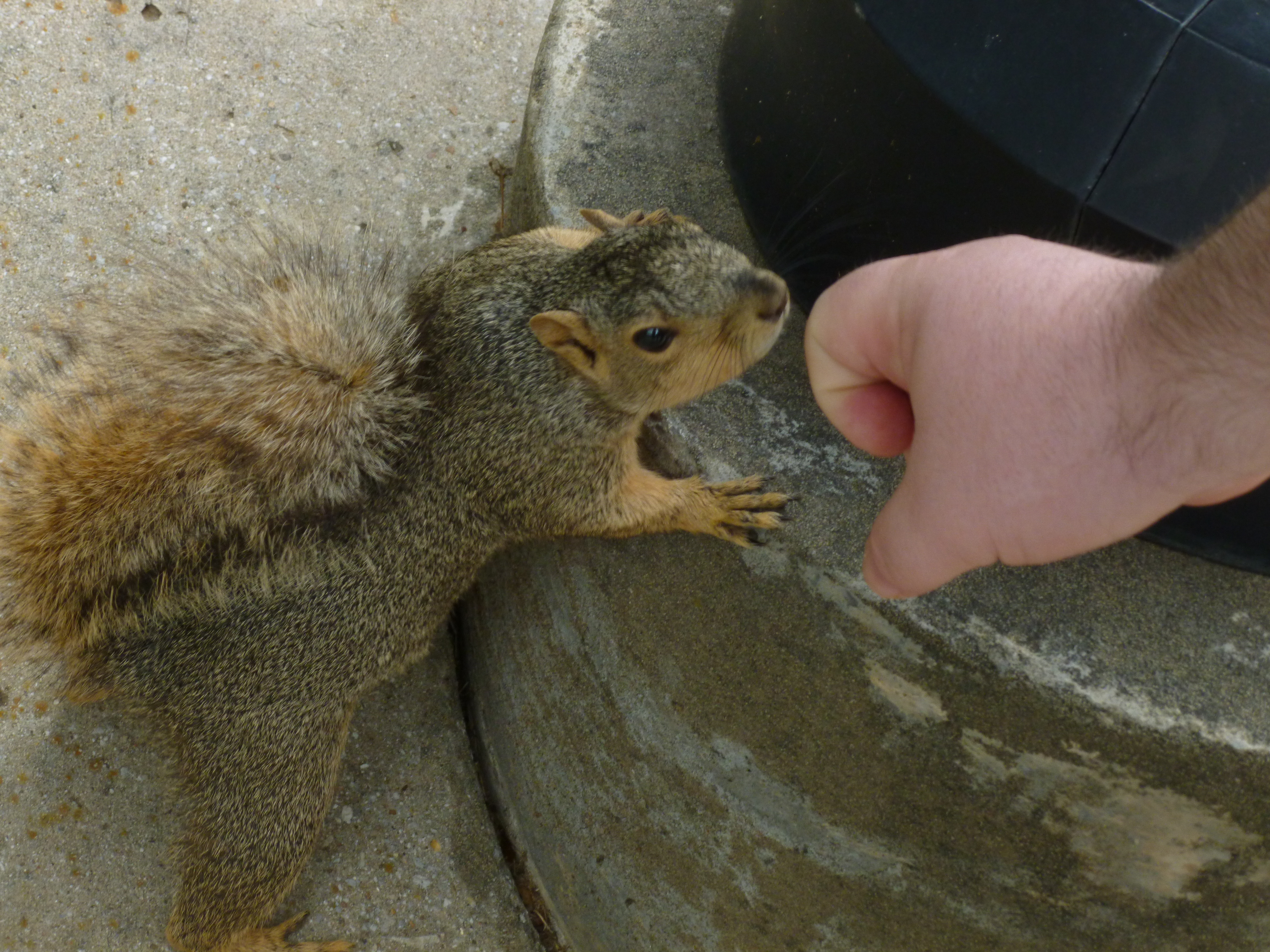 Curious squirrel getting booped.